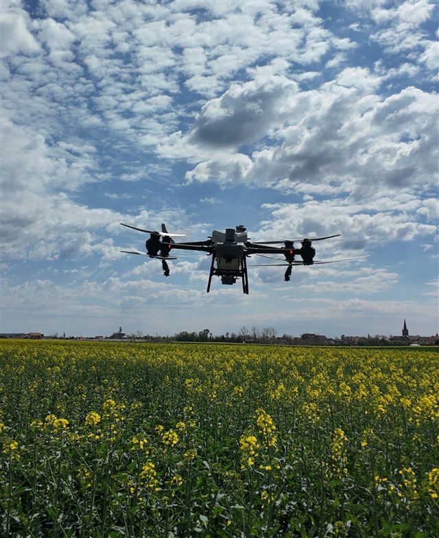 Drone flying above flowering oilseed rape