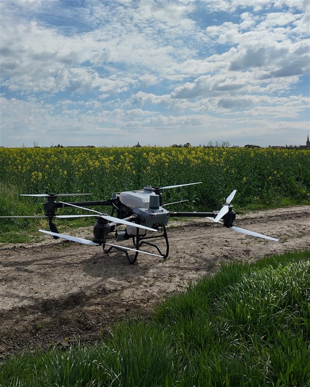 Preparing a drone beside flowering oilseed rape