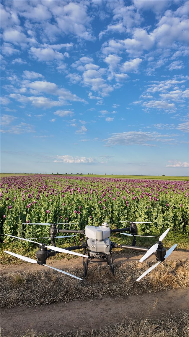 Drone beside a flowering crop